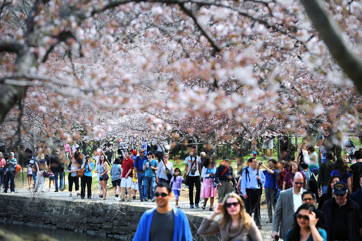 Cherry blossoms bloom in DC