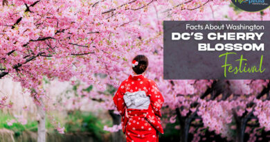 Facts About Washington DC’s Cherry Blossom Festival