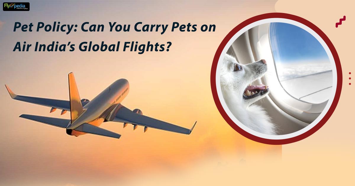 Pet Policy Can You Carry Pets on Air India’s Global Flights?