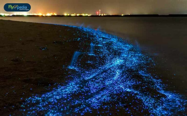 Exhilarating Bioluminescent Beaches You Can Travel To