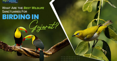 What Are the Best Wildlife Sanctuaries for Birding in Gujarat