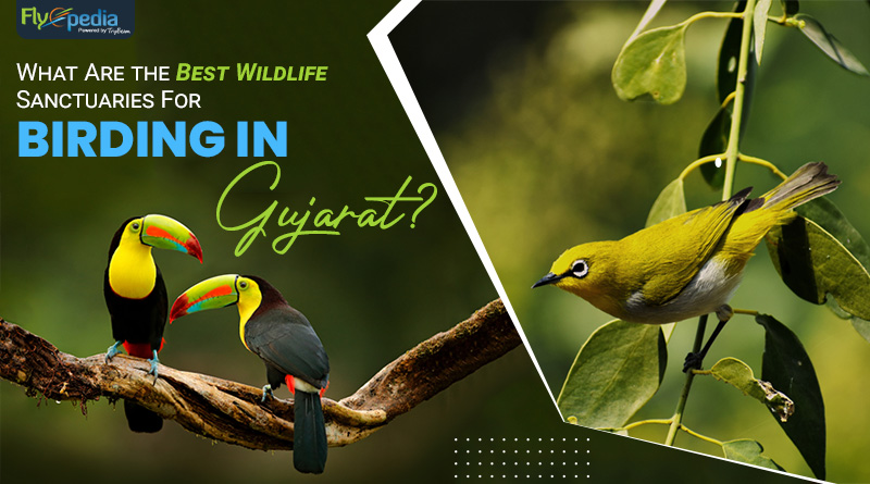 What Are the Best Wildlife Sanctuaries for Birding in Gujarat